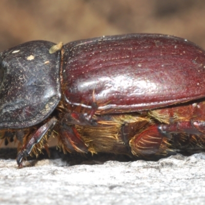Dasygnathus sp. (genus) (Rhinoceros beetle) at Bruce Ridge to Gossan Hill - 9 Aug 2023 by Harrisi