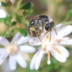 Lasioglossum (Chilalictus) sp. (genus & subgenus) (Halictid bee) at Bruce, ACT - 9 Aug 2023 by Harrisi