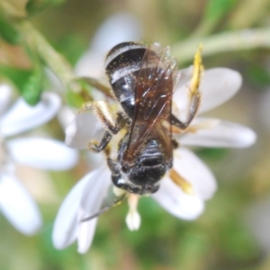 Lasioglossum (Chilalictus) sp. (genus & subgenus) at Bruce, ACT - 9 Aug 2023