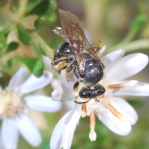 Lasioglossum (Chilalictus) sp. (genus & subgenus) at Bruce, ACT - 9 Aug 2023