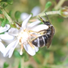 Lasioglossum (Chilalictus) sp. (genus & subgenus) at Bruce, ACT - 9 Aug 2023