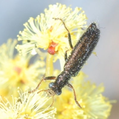Lemidia sp. (genus) (Clerid beetle) at Belconnen, ACT - 9 Aug 2023 by Harrisi