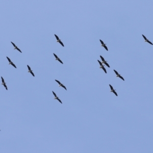 Threskiornis spinicollis at Fyshwick, ACT - 9 Aug 2023