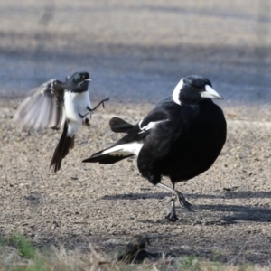 Rhipidura leucophrys at Fyshwick, ACT - 9 Aug 2023