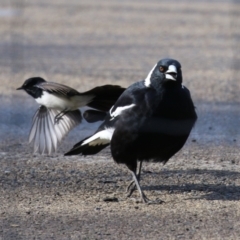 Rhipidura leucophrys at Fyshwick, ACT - 9 Aug 2023