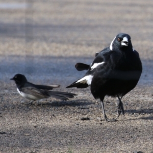 Rhipidura leucophrys at Fyshwick, ACT - 9 Aug 2023 02:48 PM