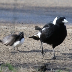 Rhipidura leucophrys at Fyshwick, ACT - 9 Aug 2023 02:48 PM