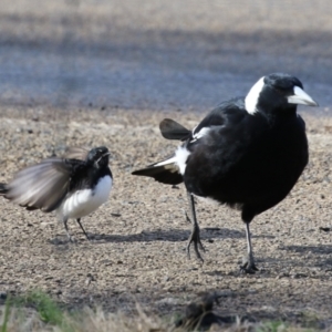 Rhipidura leucophrys at Fyshwick, ACT - 9 Aug 2023 02:48 PM