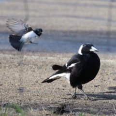 Rhipidura leucophrys at Fyshwick, ACT - 9 Aug 2023