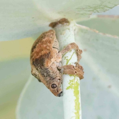 Gonipterus scutellatus (Eucalyptus snout beetle, gum tree weevil) at Turner, ACT - 8 Apr 2023 by ConBoekel