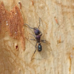 Rhytidoponera metallica (Greenhead ant) at Haig Park - 8 Apr 2023 by ConBoekel