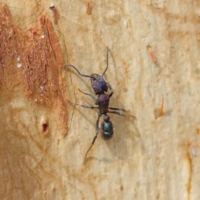 Rhytidoponera metallica (Greenhead ant) at Turner, ACT - 8 Apr 2023 by ConBoekel