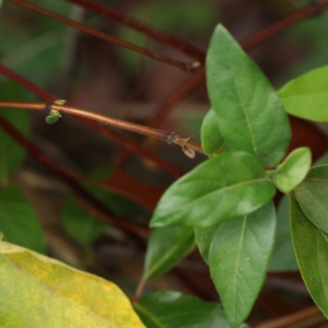 Lonicera japonica at Turner, ACT - 8 Apr 2023 03:28 PM