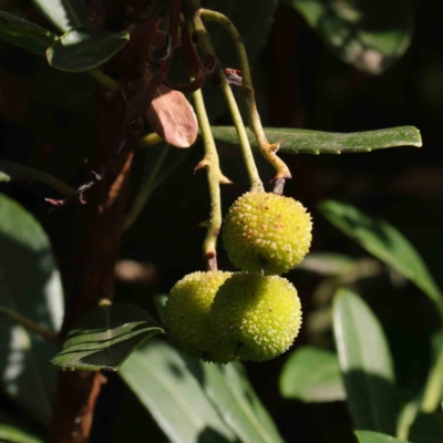 Arbutus unedo (Strawberry Tree) at Turner, ACT - 8 Apr 2023 by ConBoekel