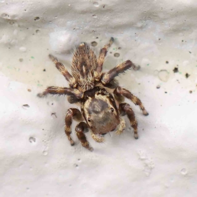 Maratus griseus (Jumping spider) at Sullivans Creek, Turner - 8 Apr 2023 by ConBoekel