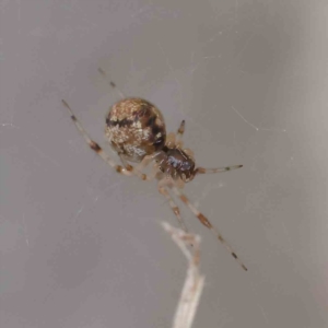 Theridiidae (family) at Turner, ACT - 8 Apr 2023 03:20 PM