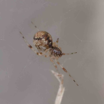 Theridiidae (family) (Comb-footed spider) at Sullivans Creek, Turner - 8 Apr 2023 by ConBoekel