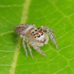 Opisthoncus grassator (Jumping spider) at Sullivans Creek, Turner - 8 Apr 2023 by ConBoekel