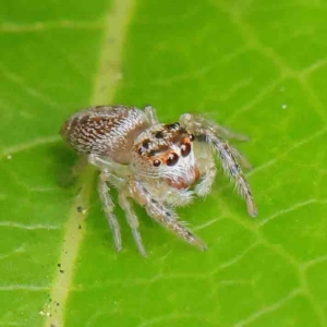 Opisthoncus grassator at Turner, ACT - 8 Apr 2023