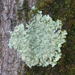 Parmeliaceae sp. (family) at Sullivans Creek, Turner - 8 Apr 2023 by ConBoekel