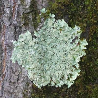 Unidentified Lichen at Turner, ACT - 8 Apr 2023 by ConBoekel