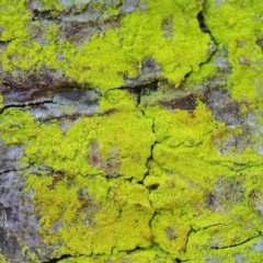 Chrysothrix sp. (genus) (A gold dust lichen) at Turner, ACT - 8 Apr 2023 by ConBoekel