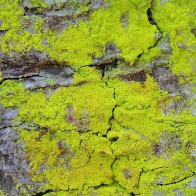 Chrysothrix sp. (genus) (A gold dust lichen) at Sullivans Creek, Turner - 8 Apr 2023 by ConBoekel