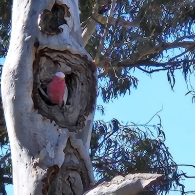 Eolophus roseicapilla (Galah) at Red Hill, ACT - 7 Aug 2023 by shube