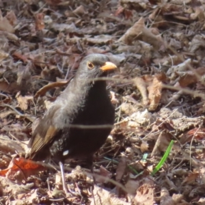 Turdus merula at Braidwood, NSW - 10 Aug 2023