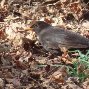 Turdus merula at Braidwood, NSW - 10 Aug 2023