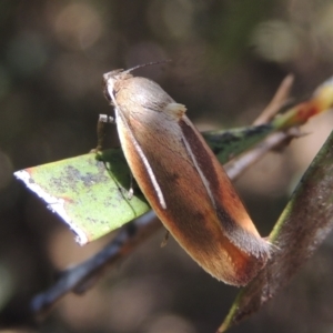 Ptyoptila matutinella at Conder, ACT - 26 Jan 2023