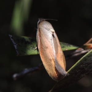 Ptyoptila matutinella at Conder, ACT - 26 Jan 2023