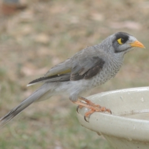 Manorina melanocephala at Conder, ACT - 26 Jan 2023