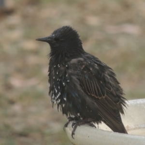 Sturnus vulgaris at Conder, ACT - 26 Jan 2023 04:20 PM