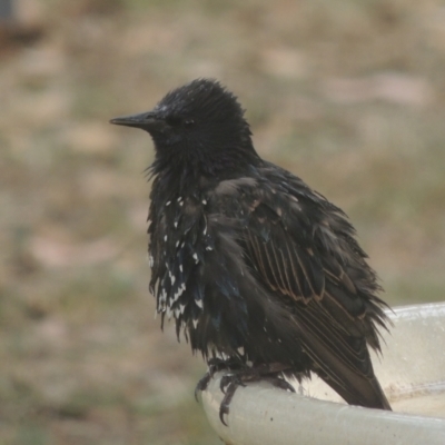 Sturnus vulgaris (Common Starling) at Pollinator-friendly garden Conder - 26 Jan 2023 by michaelb