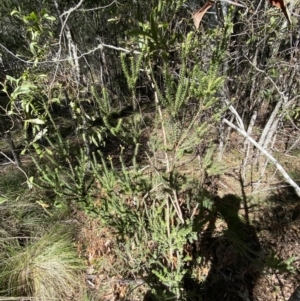 Epacris breviflora at Uriarra, NSW - 30 Jul 2023 11:36 AM