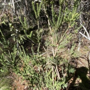 Epacris breviflora at Uriarra, NSW - 30 Jul 2023 11:36 AM