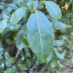 Hedycarya angustifolia (Austral Mulberry) at Cotter River, ACT - 30 Jul 2023 by Tapirlord