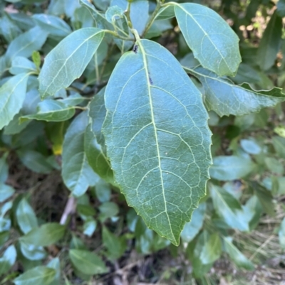 Hedycarya angustifolia (Austral Mulberry) at Namadgi National Park - 30 Jul 2023 by Tapirlord