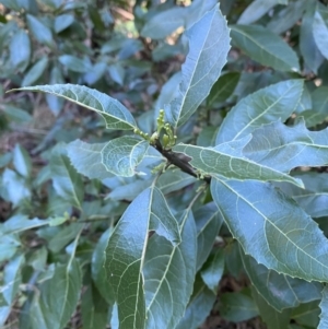 Hedycarya angustifolia at Cotter River, ACT - 30 Jul 2023 11:57 AM