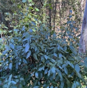 Hedycarya angustifolia at Cotter River, ACT - 30 Jul 2023 11:57 AM