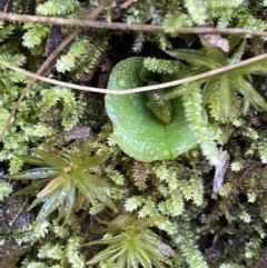 Corysanthes grumula (Stately helmet orchid) at Cotter River, ACT - 30 Jul 2023 by Tapirlord