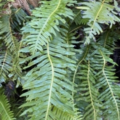 Blechnum nudum (Fishbone Water Fern) at Namadgi National Park - 30 Jul 2023 by Tapirlord