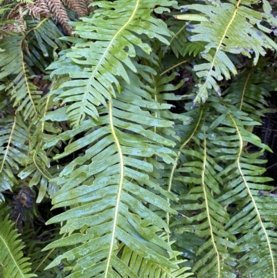 Blechnum nudum (Fishbone Water Fern) at Namadgi National Park - 30 Jul 2023 by Tapirlord