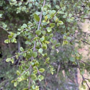 Coprosma quadrifida at Uriarra, NSW - 30 Jul 2023