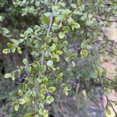 Coprosma quadrifida at Uriarra, NSW - 30 Jul 2023