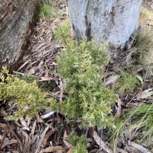 Acrothamnus hookeri at Uriarra, NSW - 30 Jul 2023 11:18 AM