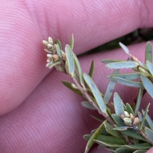 Acrothamnus hookeri at Uriarra, NSW - 30 Jul 2023 11:18 AM