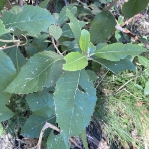 Olearia argophylla at Uriarra, NSW - 30 Jul 2023 11:10 AM