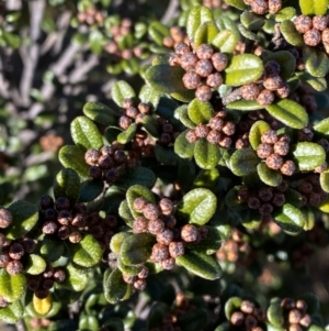 Phebalium squamulosum subsp. ozothamnoides at Uriarra, NSW - 30 Jul 2023 10:32 AM